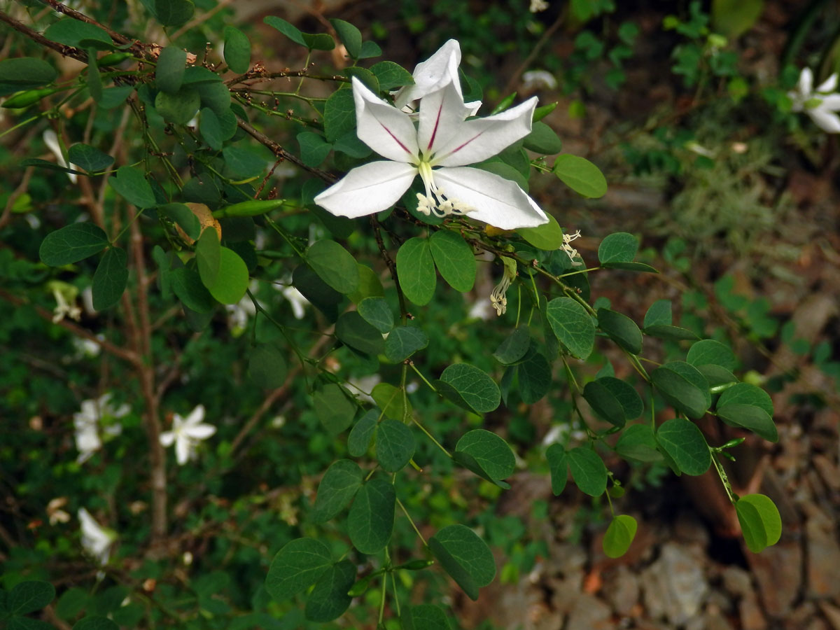 Bauhinie (Bauhinia natalensis Hook.)