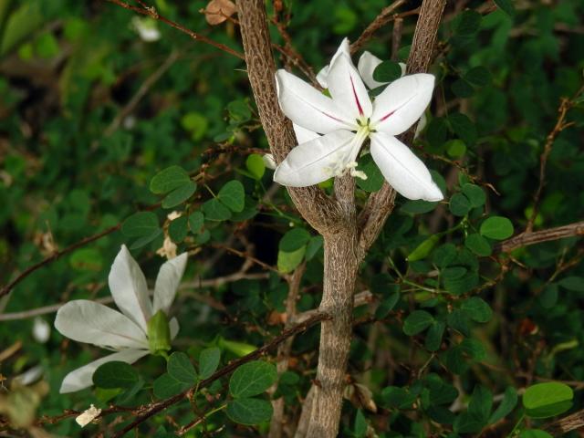 Bauhinie (Bauhinia natalensis Hook.)