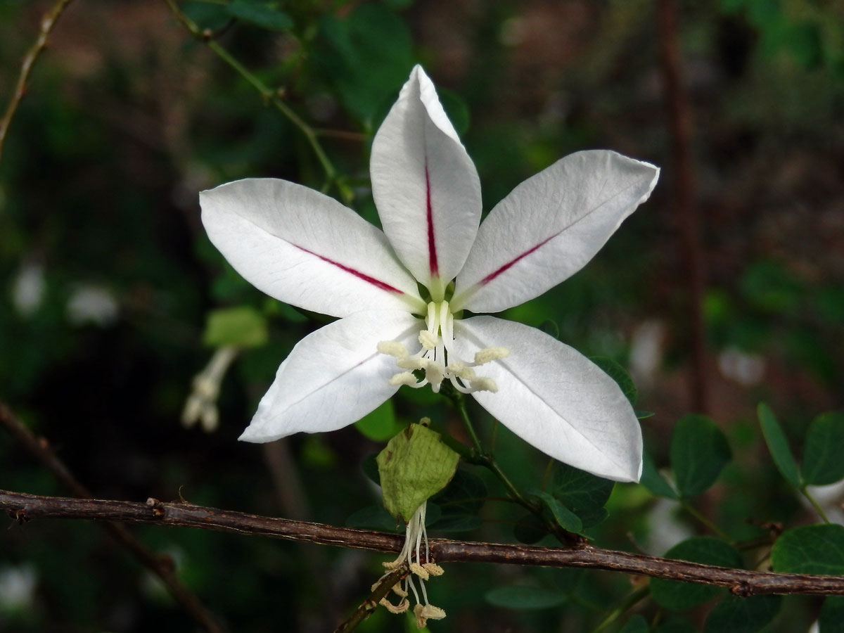 Bauhinie (Bauhinia natalensis Hook.)