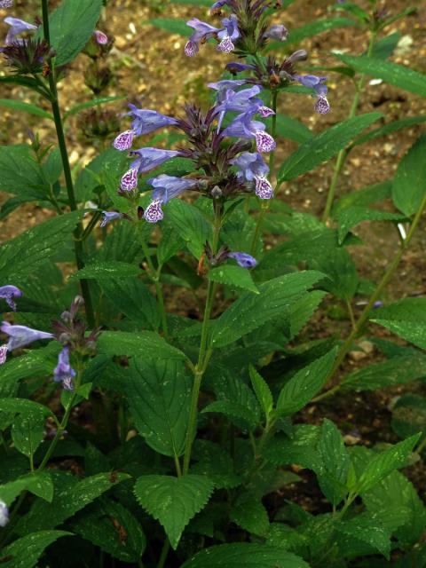 Šanta (Nepeta manchuriensis S. Moore)