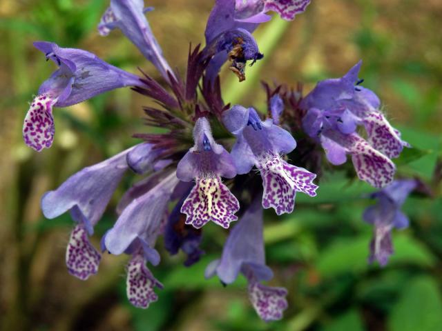 Šanta (Nepeta manchuriensis S. Moore)