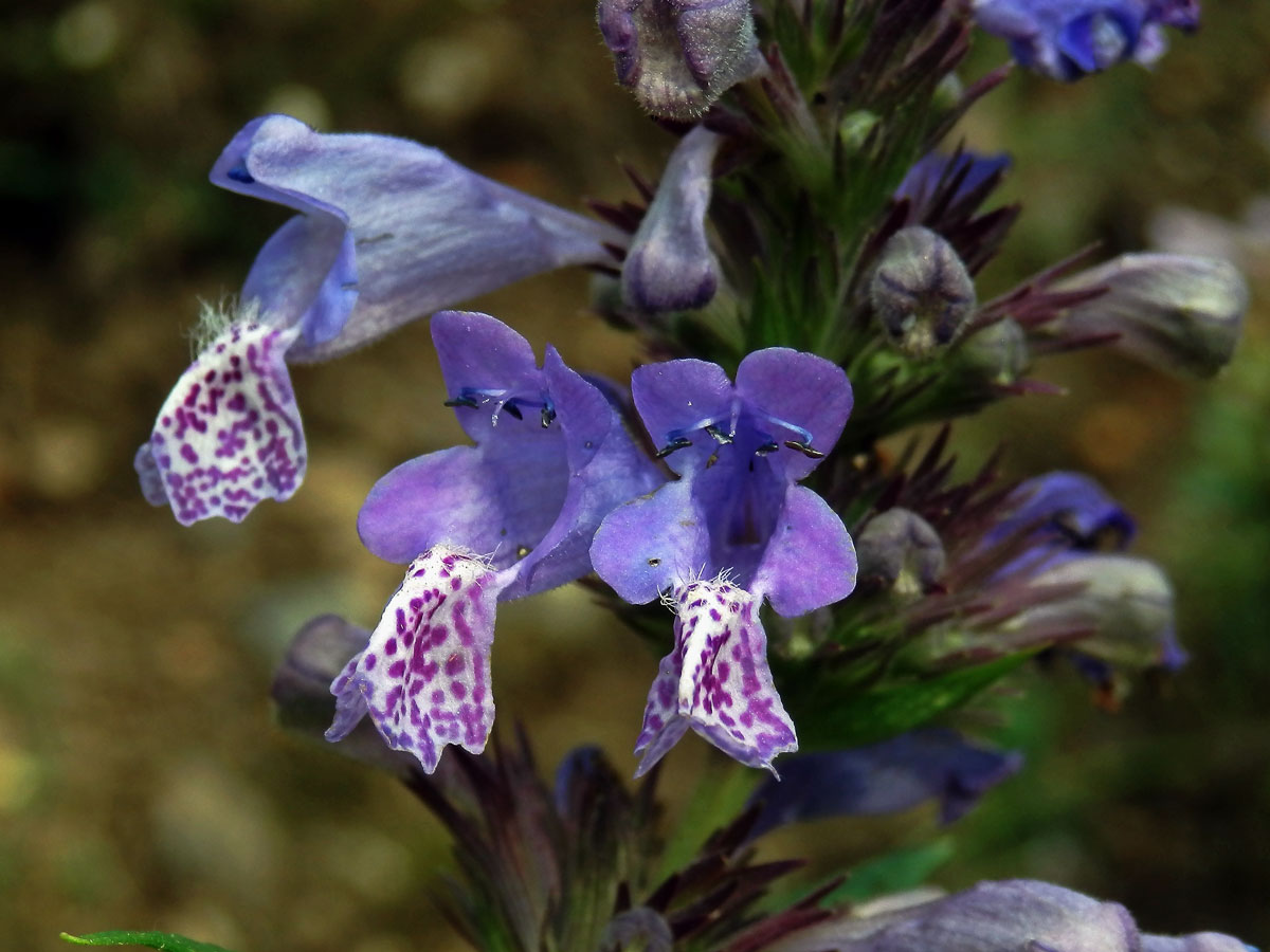 Šanta (Nepeta manchuriensis S. Moore)