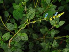 Šalvěj (Salvia bullulata Benth.)