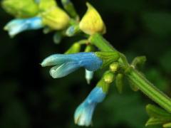 Šalvěj (Salvia bullulata Benth.)