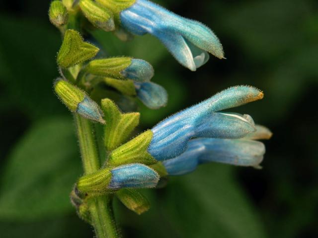 Šalvěj (Salvia bullulata Benth.)