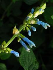 Šalvěj (Salvia bullulata Benth.)