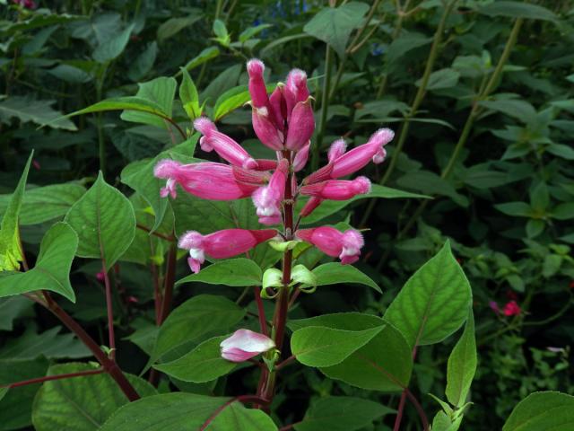 Šalvěj zákrovnatá (Salvia involucrata Cav.)