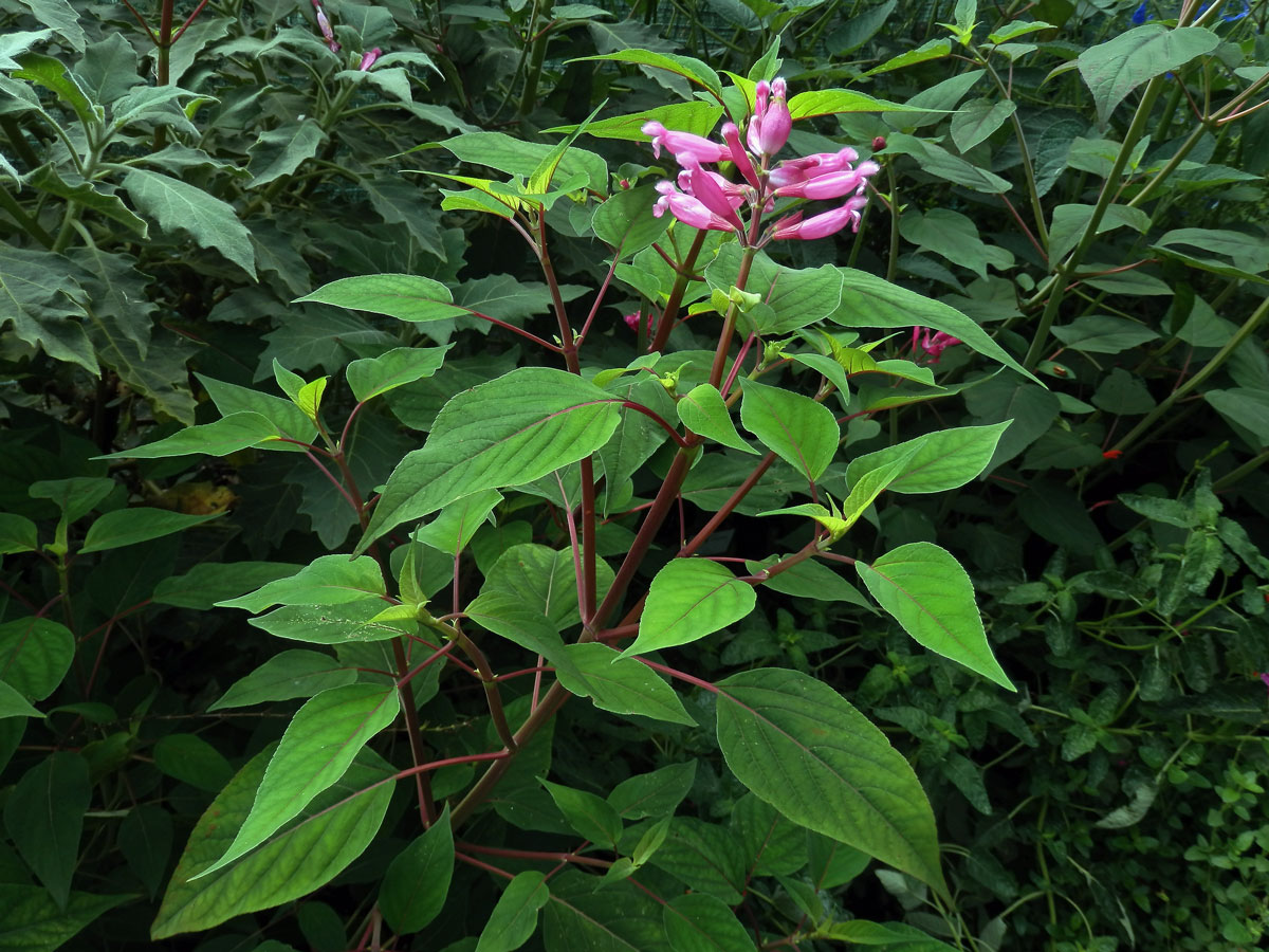 Šalvěj zákrovnatá (Salvia involucrata Cav.)