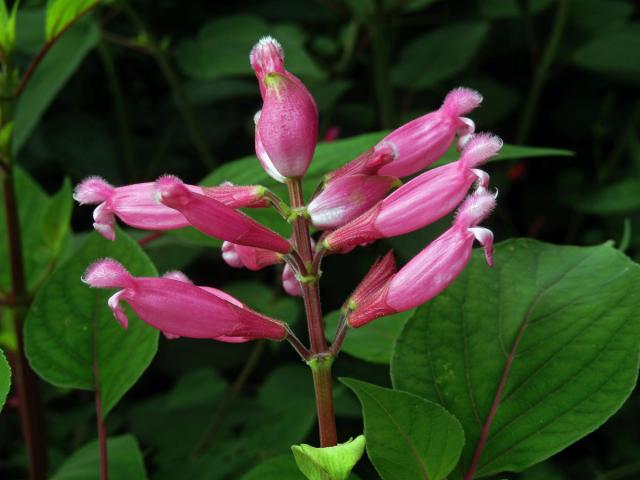 Šalvěj zákrovnatá (Salvia involucrata Cav.)