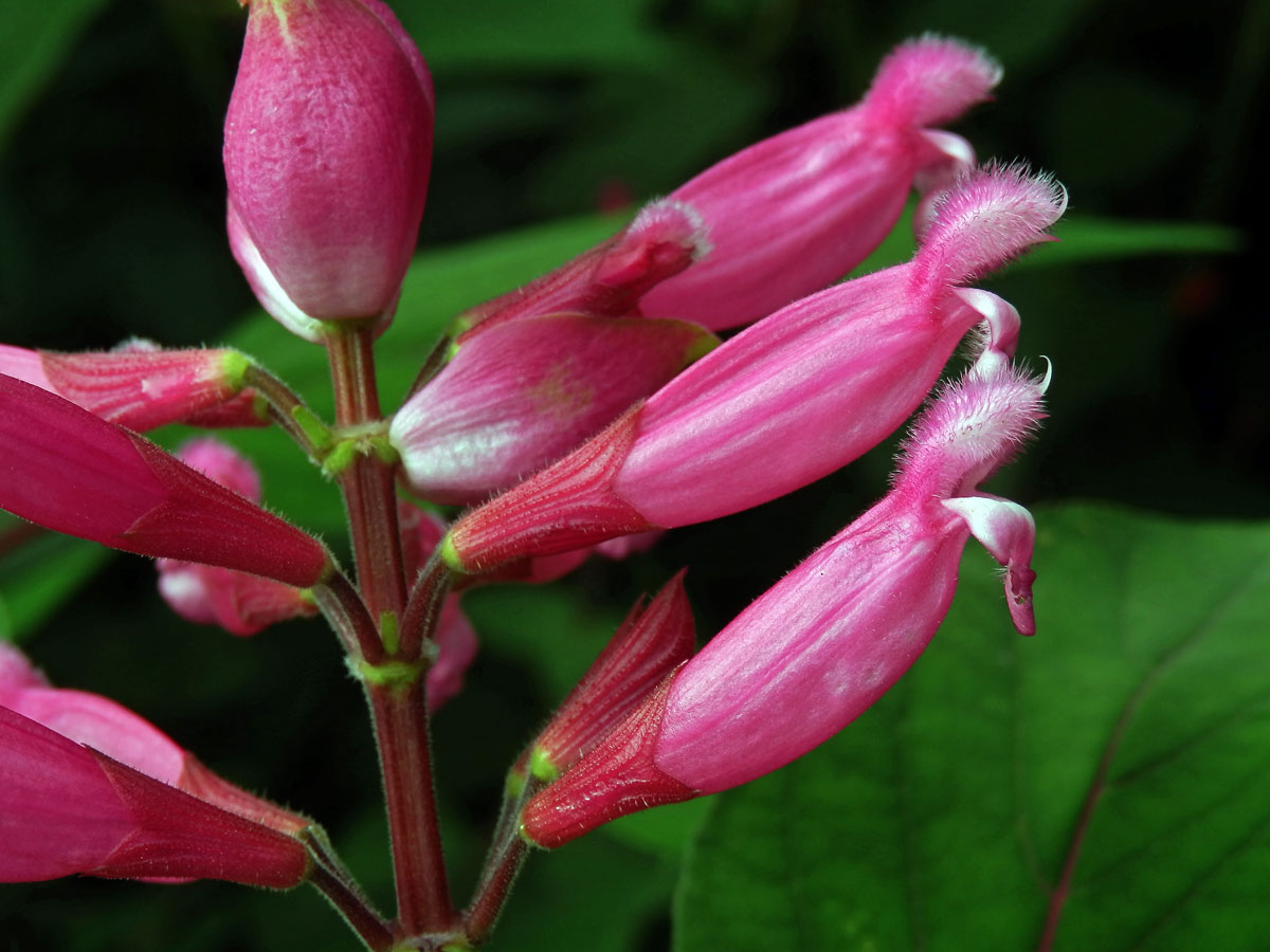 Šalvěj zákrovnatá (Salvia involucrata Cav.)