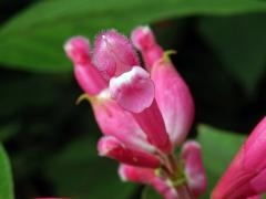 Šalvěj zákrovnatá (Salvia involucrata Cav.)