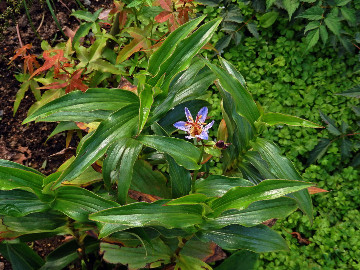 Trojhrotka srstnatá (Tricyrtis hirta (Thunb.) Hook.)