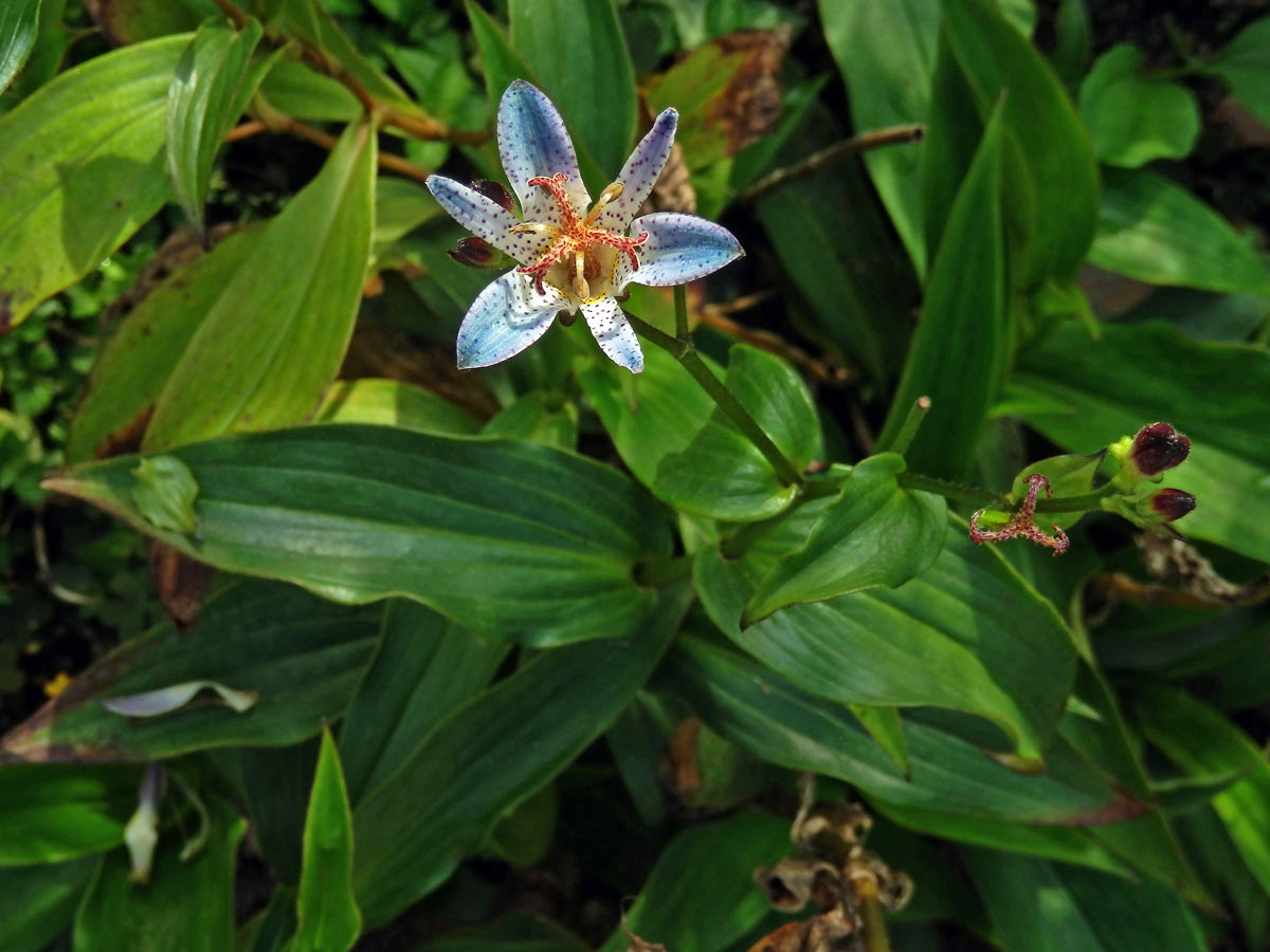 Trojhrotka srstnatá (Tricyrtis hirta (Thunb.) Hook.)