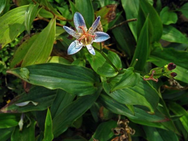 Trojhrotka srstnatá (Tricyrtis hirta (Thunb.) Hook.)