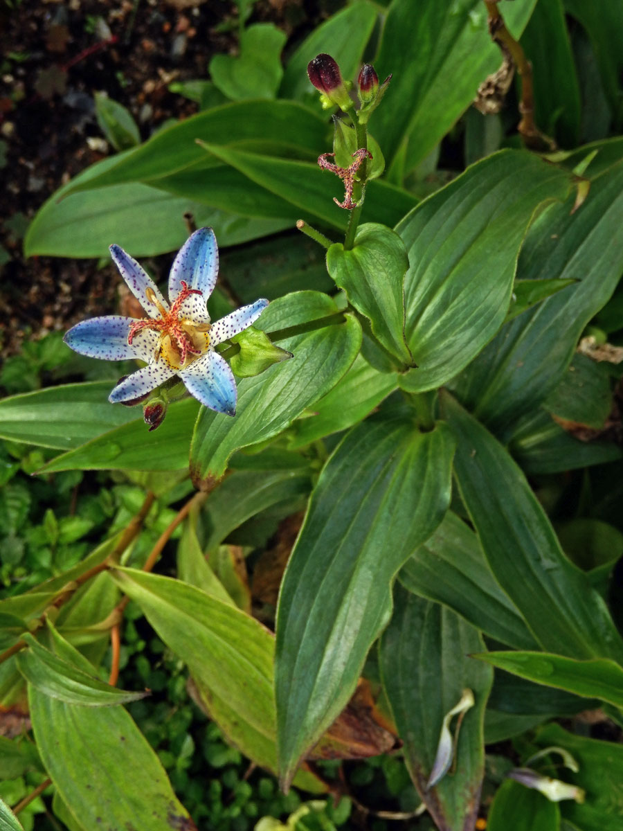 Trojhrotka srstnatá (Tricyrtis hirta (Thunb.) Hook.)