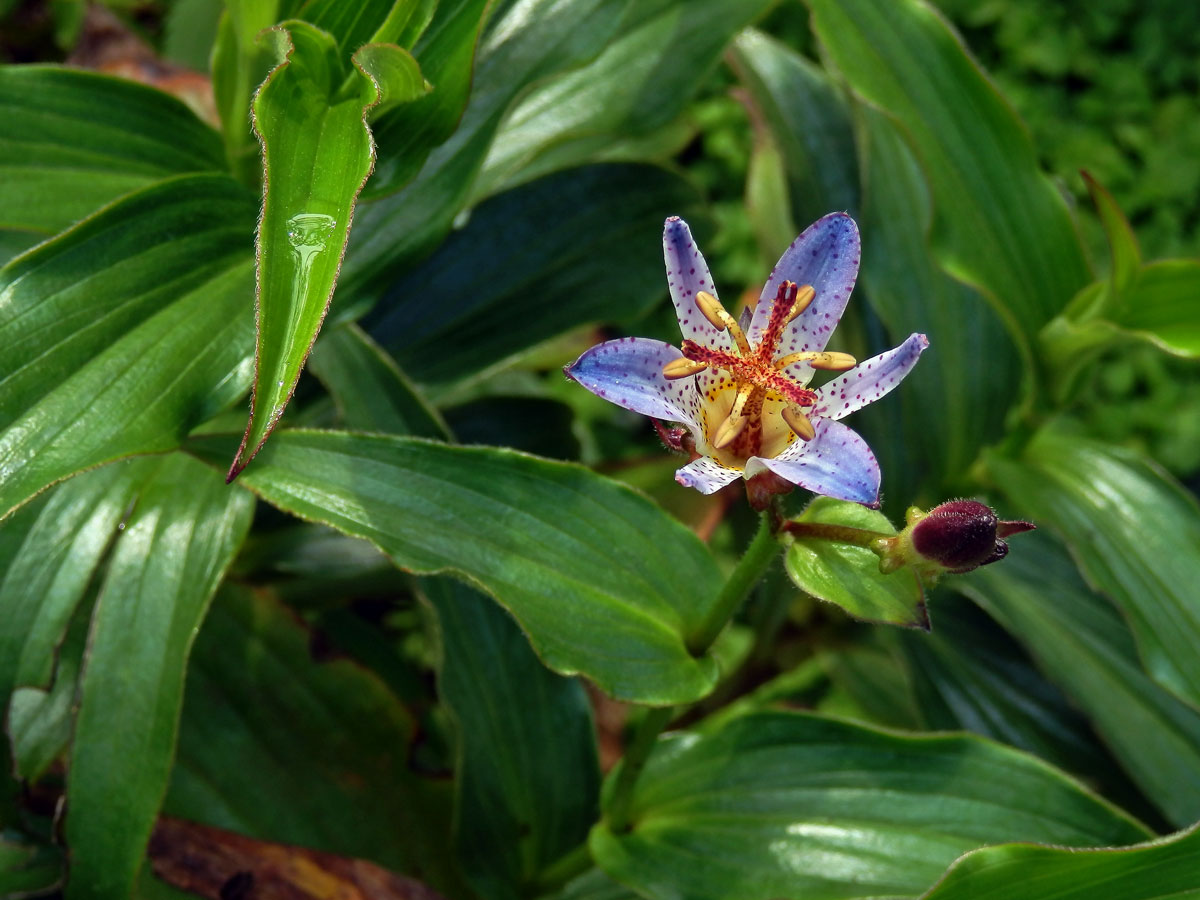 Trojhrotka srstnatá (Tricyrtis hirta (Thunb.) Hook.)