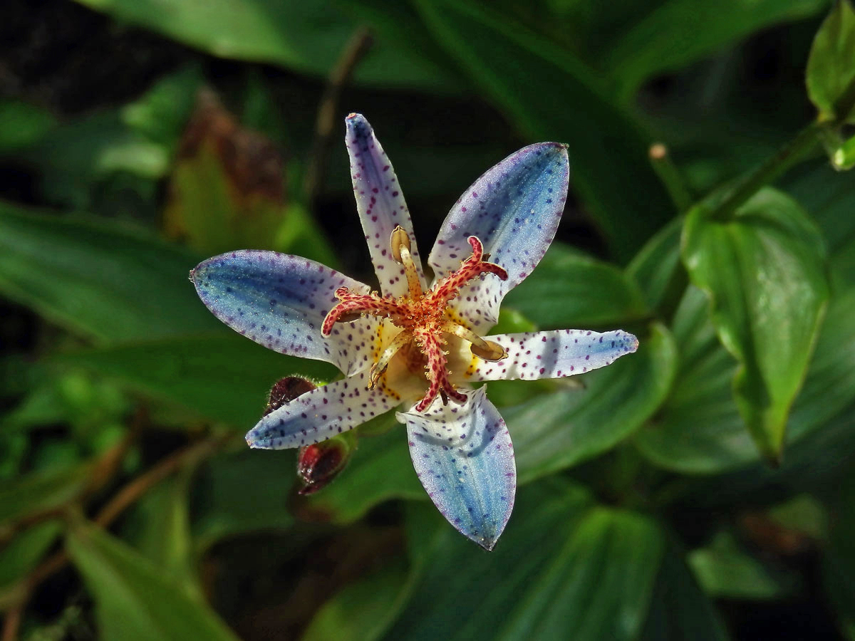 Trojhrotka srstnatá (Tricyrtis hirta (Thunb.) Hook.)