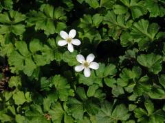 Ellisiophyllum pinnatum (Wall. ex Benth.) Makino