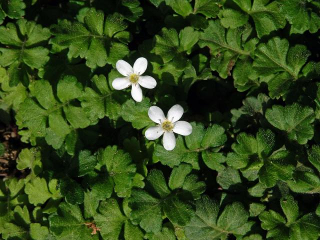 Ellisiophyllum pinnatum (Wall. ex Benth.) Makino