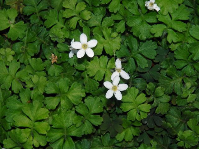 Ellisiophyllum pinnatum (Wall. ex Benth.) Makino