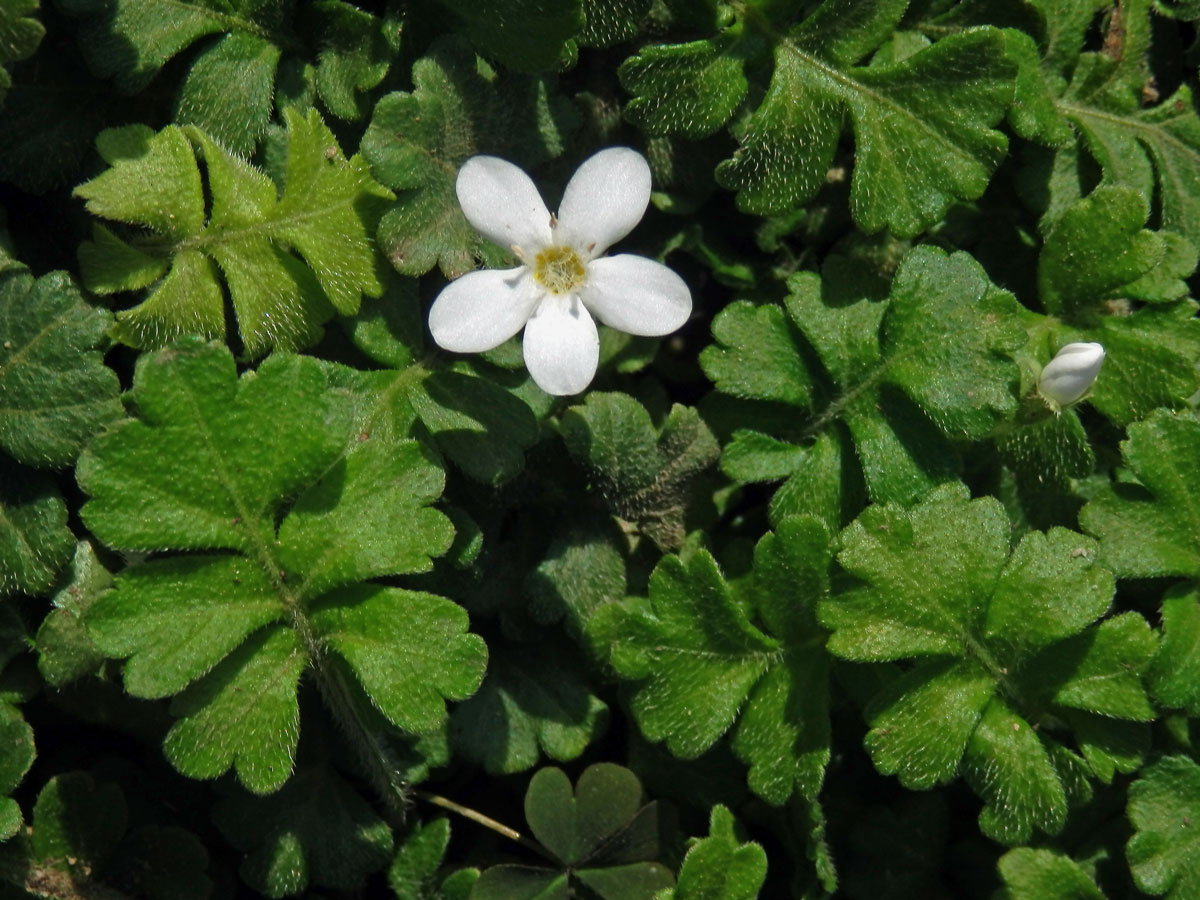 Ellisiophyllum pinnatum (Wall. ex Benth.) Makino