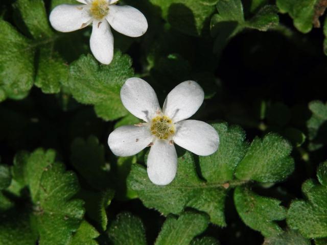 Ellisiophyllum pinnatum (Wall. ex Benth.) Makino