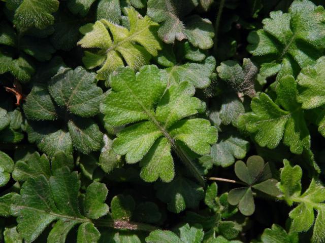 Ellisiophyllum pinnatum (Wall. ex Benth.) Makino