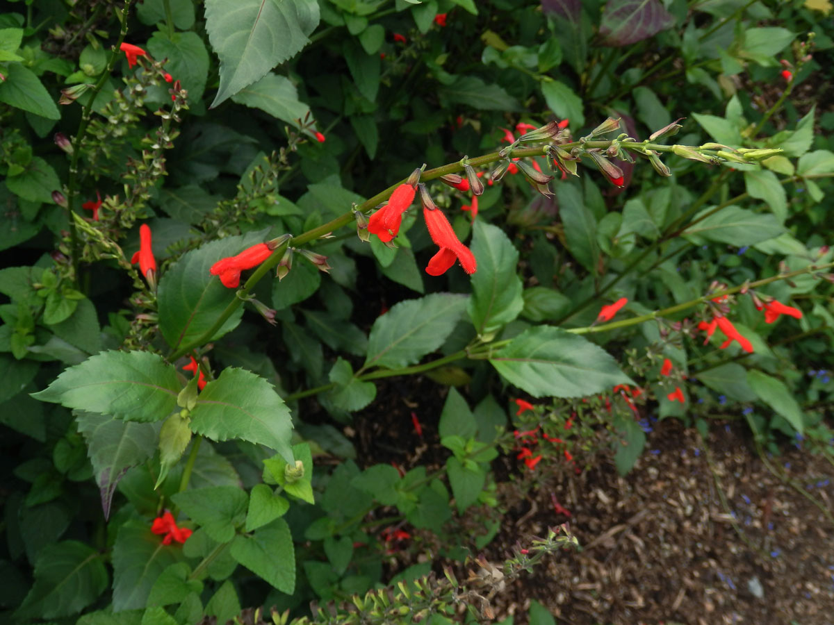 Šalvěj (Salvia miniata Fernald)