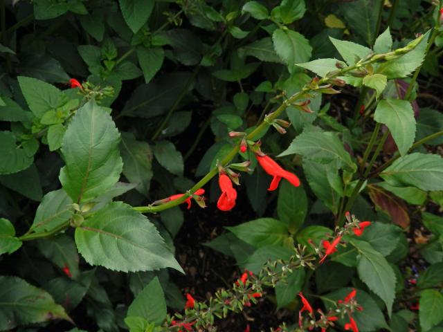 Šalvěj (Salvia miniata Fernald)