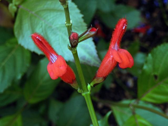 Šalvěj (Salvia miniata Fernald)