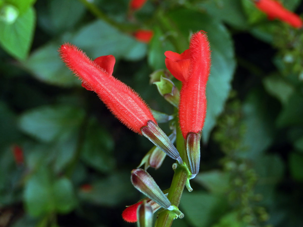 Šalvěj (Salvia miniata Fernald)