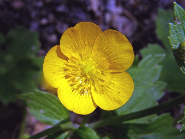 Pryskyřník hajní (Ranunculus nemorosus DC.)