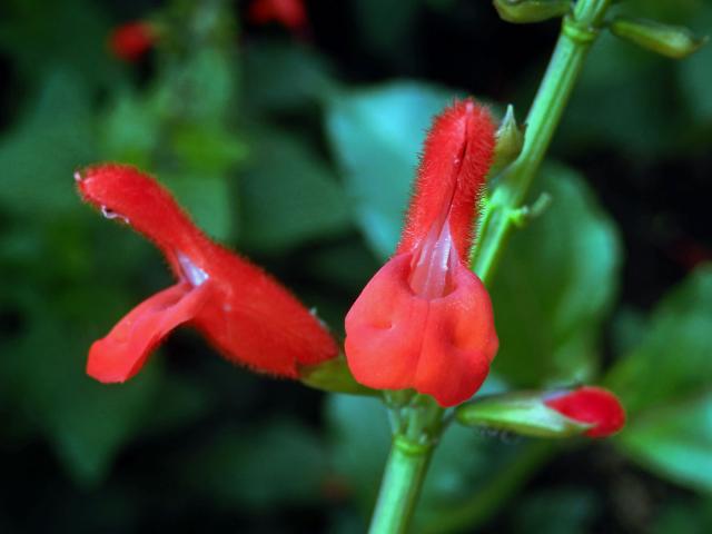 Šalvěj (Salvia miniata Fernald)