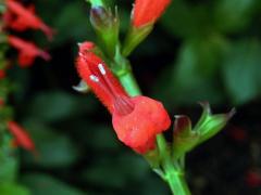 Šalvěj (Salvia miniata Fernald)