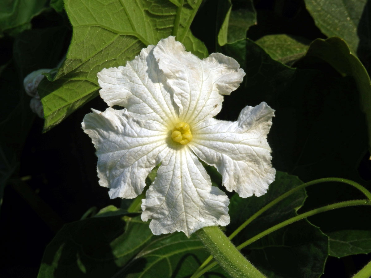 Lagenárie obecná (Lagenaria siceraria (Molina) Standl.)