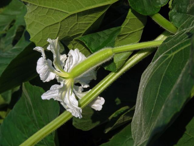 Lagenárie obecná (Lagenaria siceraria (Molina) Standl.)