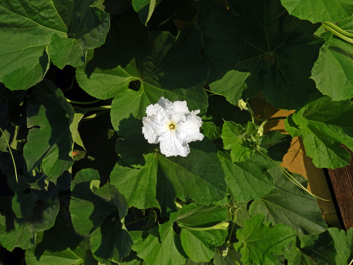 Lagenárie obecná (Lagenaria siceraria (Molina) Standl.)