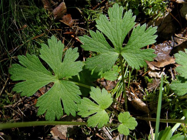 Pryskyřník hajní (Ranunculus nemorosus DC.)