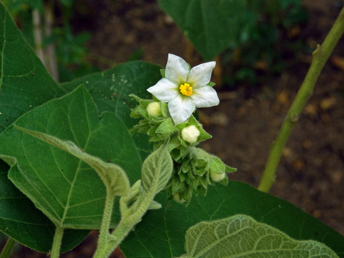 Lilek (Solanum abutiloides (Griseb.) Bitter)