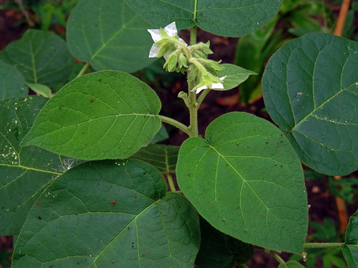 Lilek (Solanum abutiloides (Griseb.) Bitter)