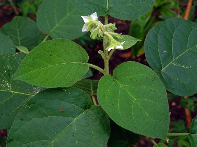 Lilek (Solanum abutiloides (Griseb.) Bitter)