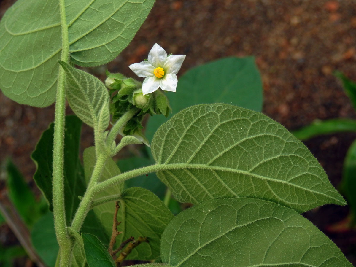 Lilek (Solanum abutiloides (Griseb.) Bitter)