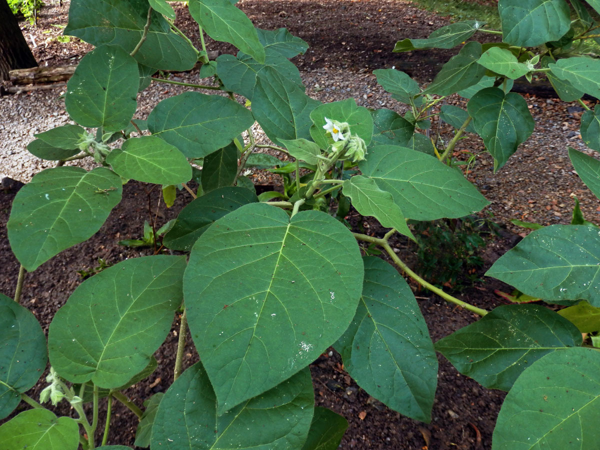 Lilek (Solanum abutiloides (Griseb.) Bitter)