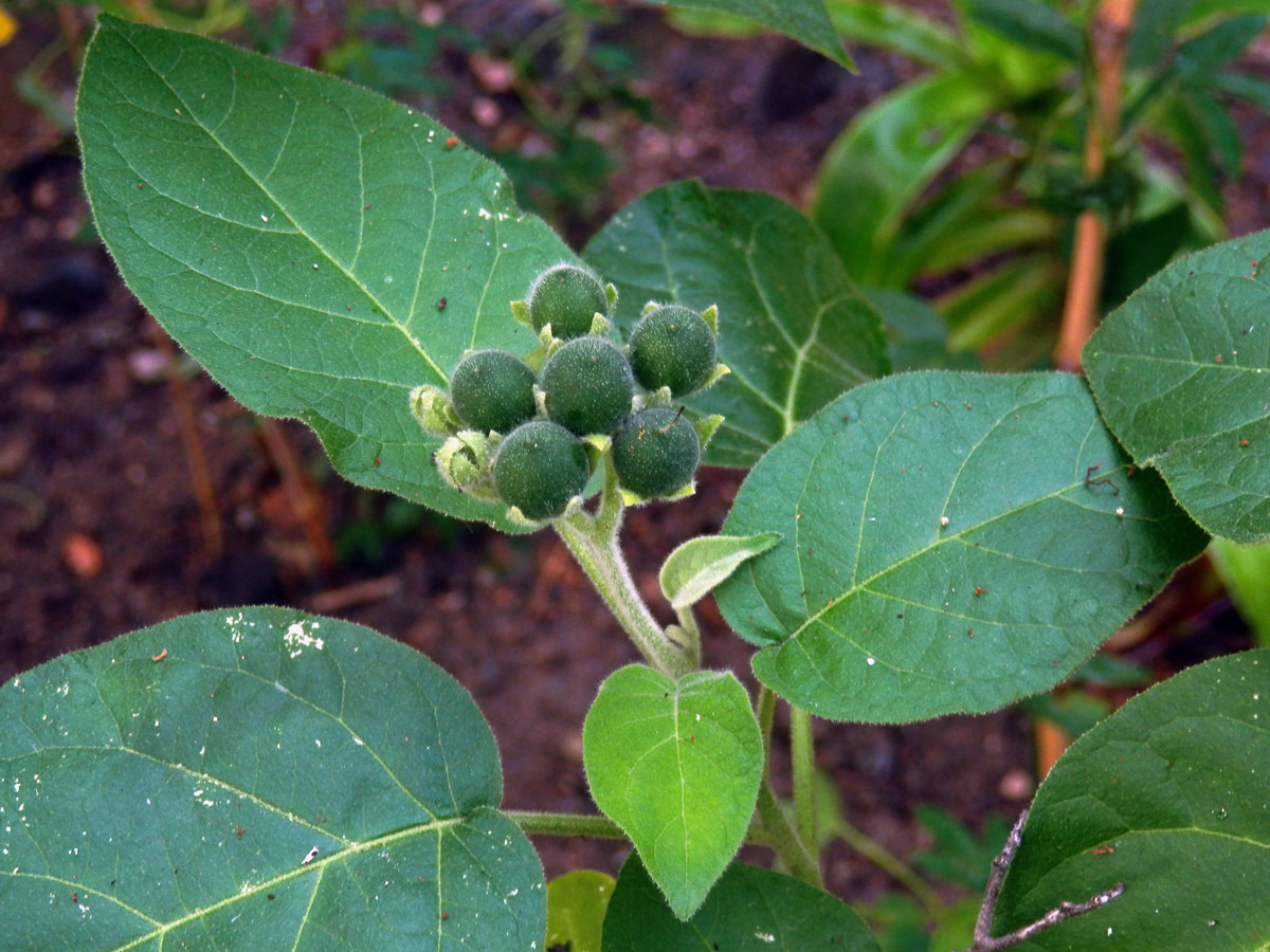 Lilek (Solanum abutiloides (Griseb.) Bitter)