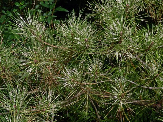 Borovice Banksova (Pinus banksiana Lamb.) s panašovanými jehlicemi