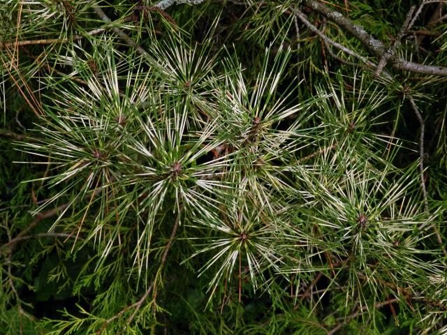 Borovice Banksova (Pinus banksiana Lamb.) s panašovanými jehlicemi