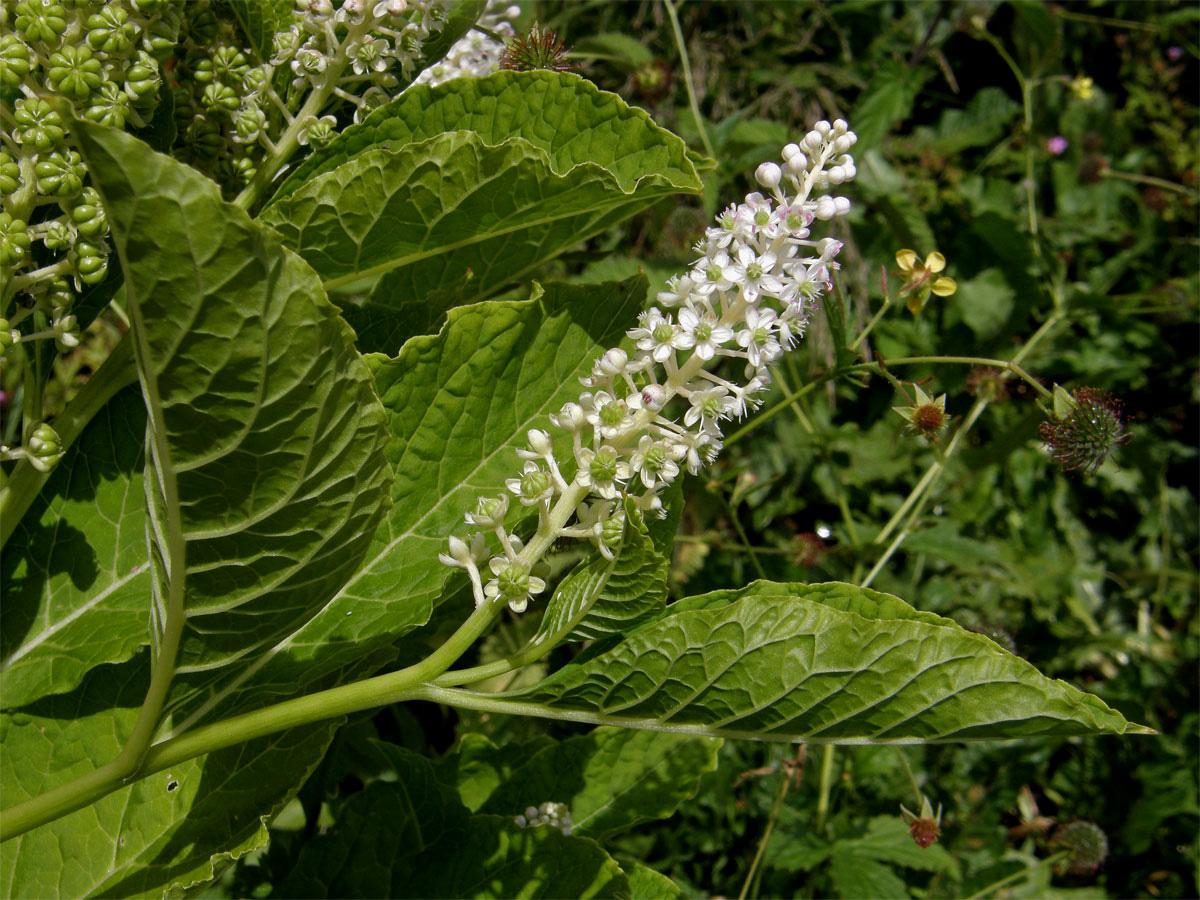 Líčidlo jedlé (Phytolacca esculenta Van Houtte)