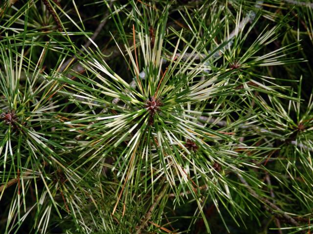 Borovice Banksova (Pinus banksiana Lamb.) s panašovanými jehlicemi