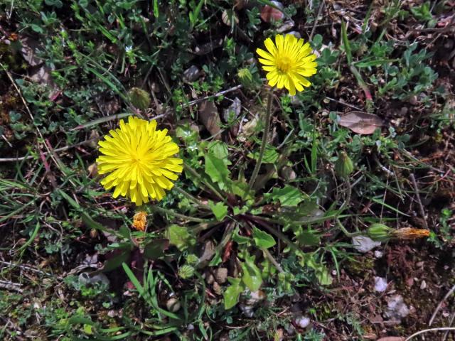 Škarda (Crepis sancta (L.) Bornm.)