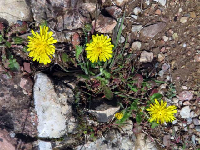 Škarda (Crepis sancta (L.) Bornm.)